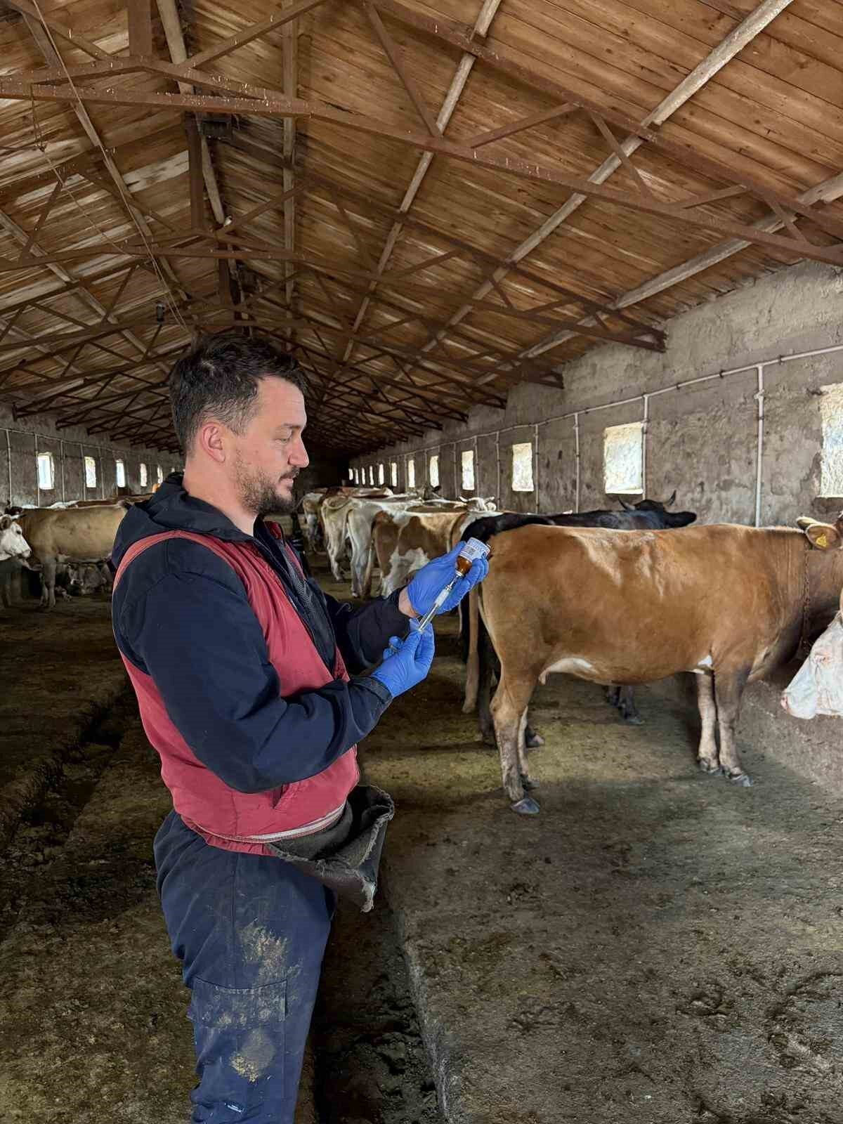 Kars'ta, şap hastalığına karşı yapılan aşılama kampanyasında 150 bin doz