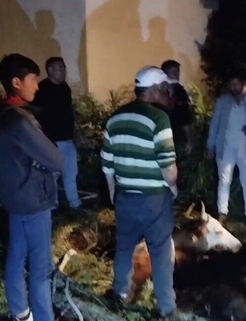 Kars'ta bir büyükbaş hayvan, foseptik çukuruna düştü. İtfaiye ekipleri, yoğun