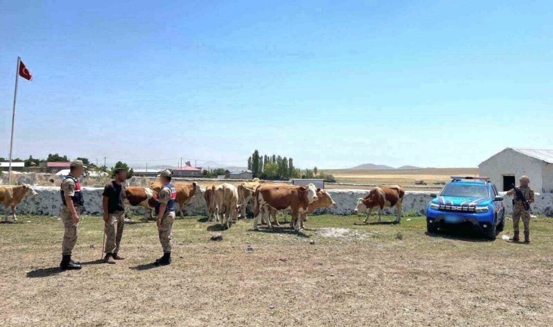 Kars’ta kaybolan 10 büyükbaş hayvan, jandarma ekipleri tarafından yapılan çalışmalar