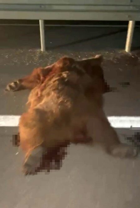 Kastamonu-İnebolu yolu üzerindeki kaza, gece saatlerinde meydana geldi. Belirsiz bir