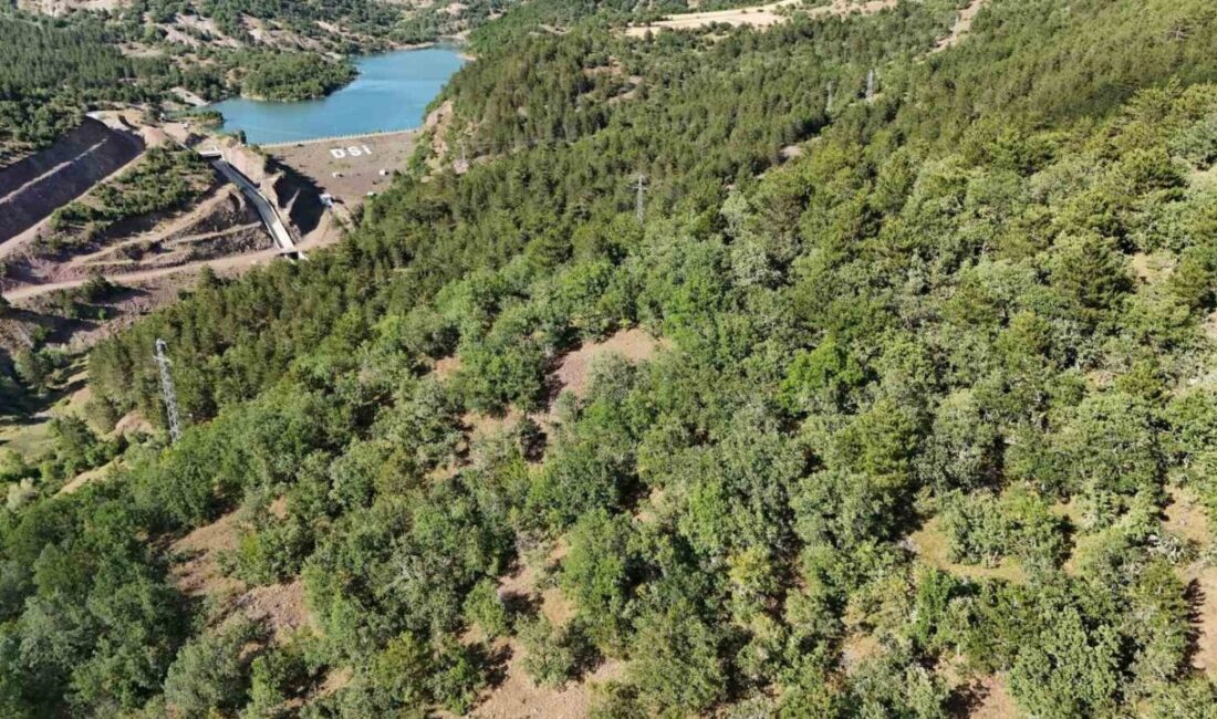 Kastamonu İhsangazi'de Hasip Bostan, kaybolan iki büyükbaş hayvanını bulmak için