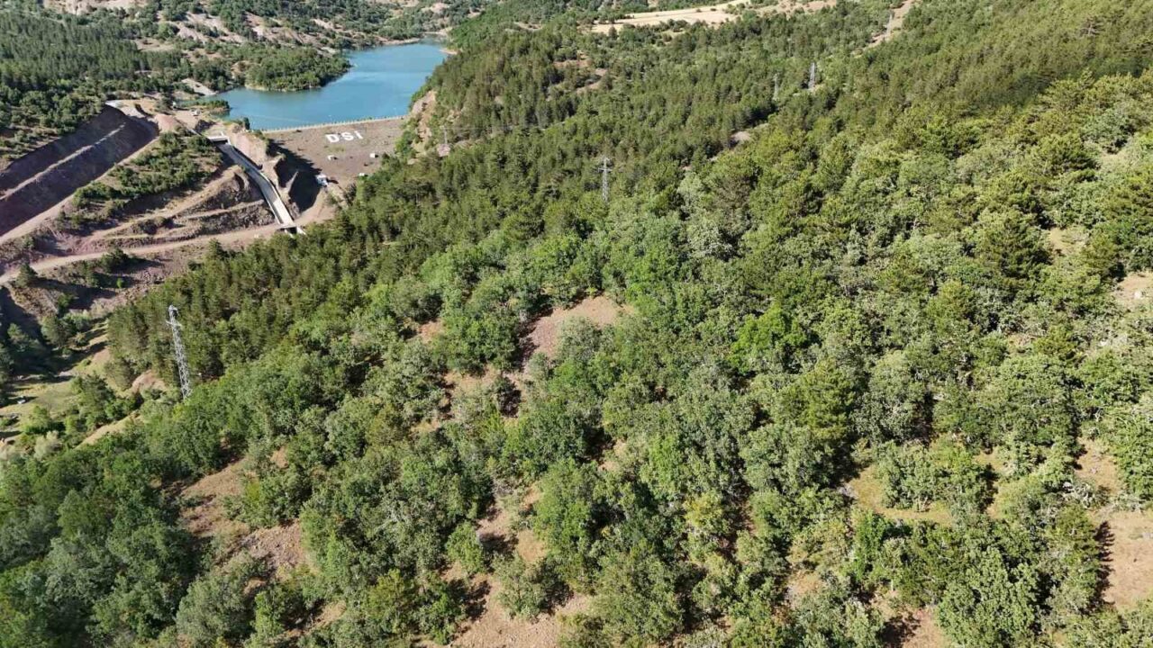 Kastamonu İhsangazi'de Hasip Bostan, kaybolan iki büyükbaş hayvanını bulmak için