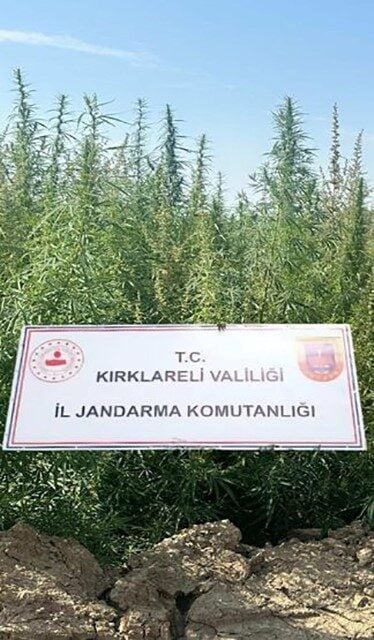 Kırklareli'nin Pınarhisar ilçesinde jandarma, bir tarım arazisinde 102 bin kök