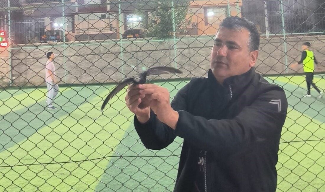Kırşehir'de Yasin İlhan Yavuz, yaralı ebabil kuşunu yol kenarında bulup