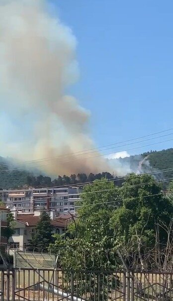 Kocaeli'de, Körfez ve Derince ilçeleri arasında bulunan ormanlık alanda henüz