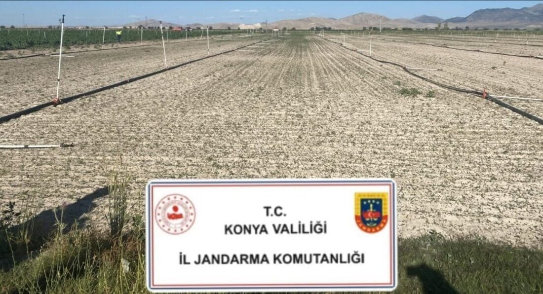 Konya'da jandarma, Çumra ve Karapınar ilçelerinde yasadışı kenevir ekimi ve