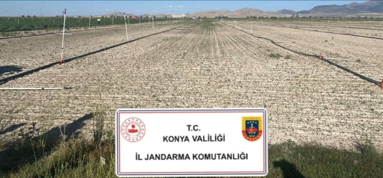Konya'da jandarma, Çumra ve Karapınar ilçelerinde yasadışı kenevir ekimi ve