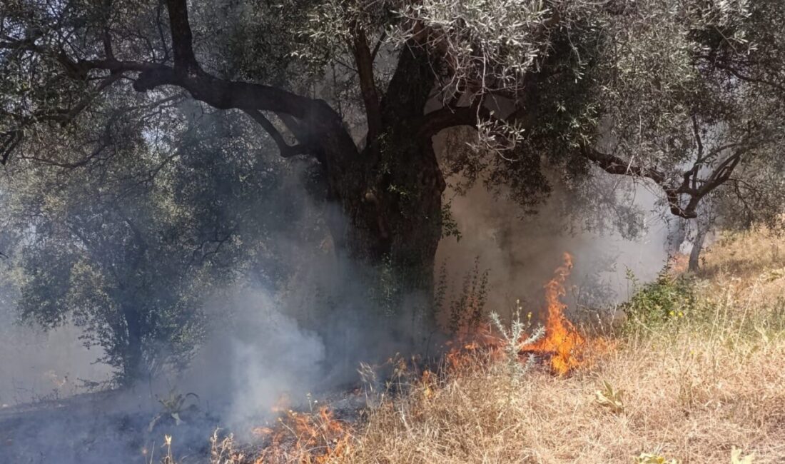 Aydın'ın Köşk ilçesindeki Başçayır Mahallesi'nde çıkan yangın, itfaiye ekiplerinin ve