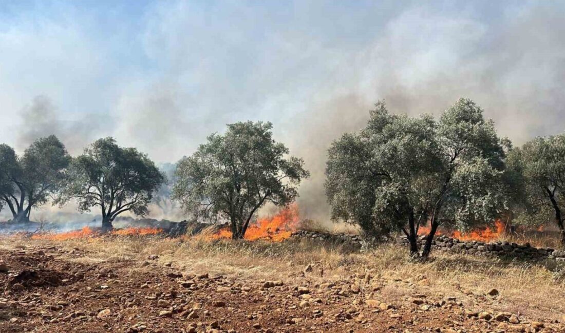 Muğla'nın Köyceğiz ilçesinde başlayan zeytinlik yangını, rüzgar nedeniyle hızla yayıldı.