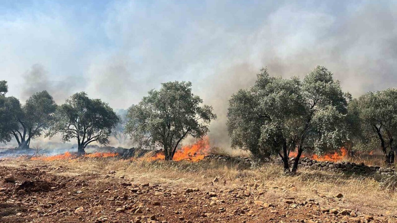Muğla'nın Köyceğiz ilçesinde başlayan zeytinlik yangını, rüzgar nedeniyle hızla yayıldı.