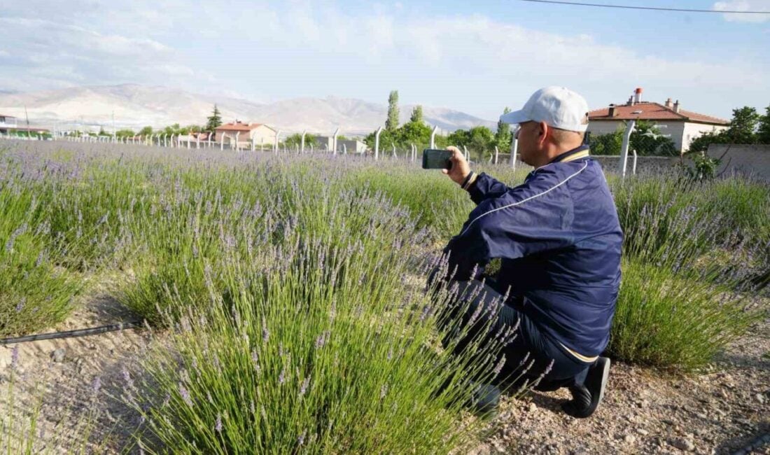 Niğde'nin Yeşilburç köyünde, kullanılmayan arazi lavanta bahçesine dönüştürülerek köy ekonomisi