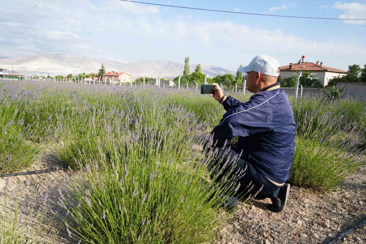 Niğde'nin Yeşilburç köyünde, kullanılmayan arazi lavanta bahçesine dönüştürülerek köy ekonomisi