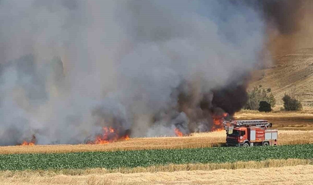 Kütahya'nın Altıntaş ilçesinde çıkan yangında, Erenköy yakınlarındaki 800 dekar hububat