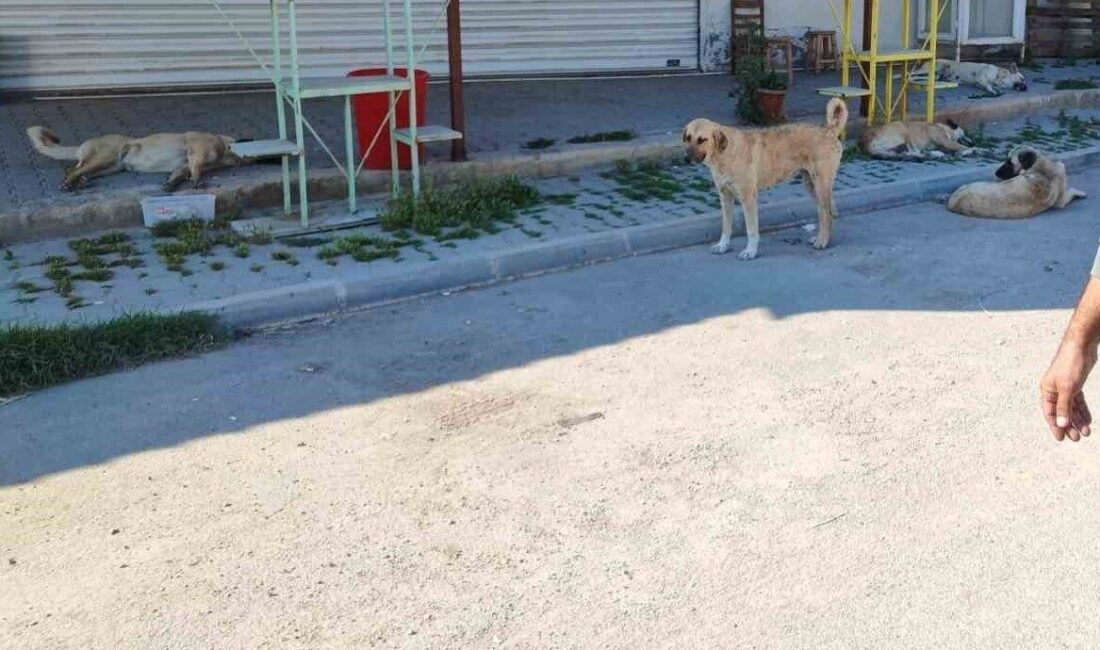 Adana'nın Çarkıpare Mahallesi'nde sakinler, sokak köpekleri yüzünden çocuklarının dışarı çıkamadığını