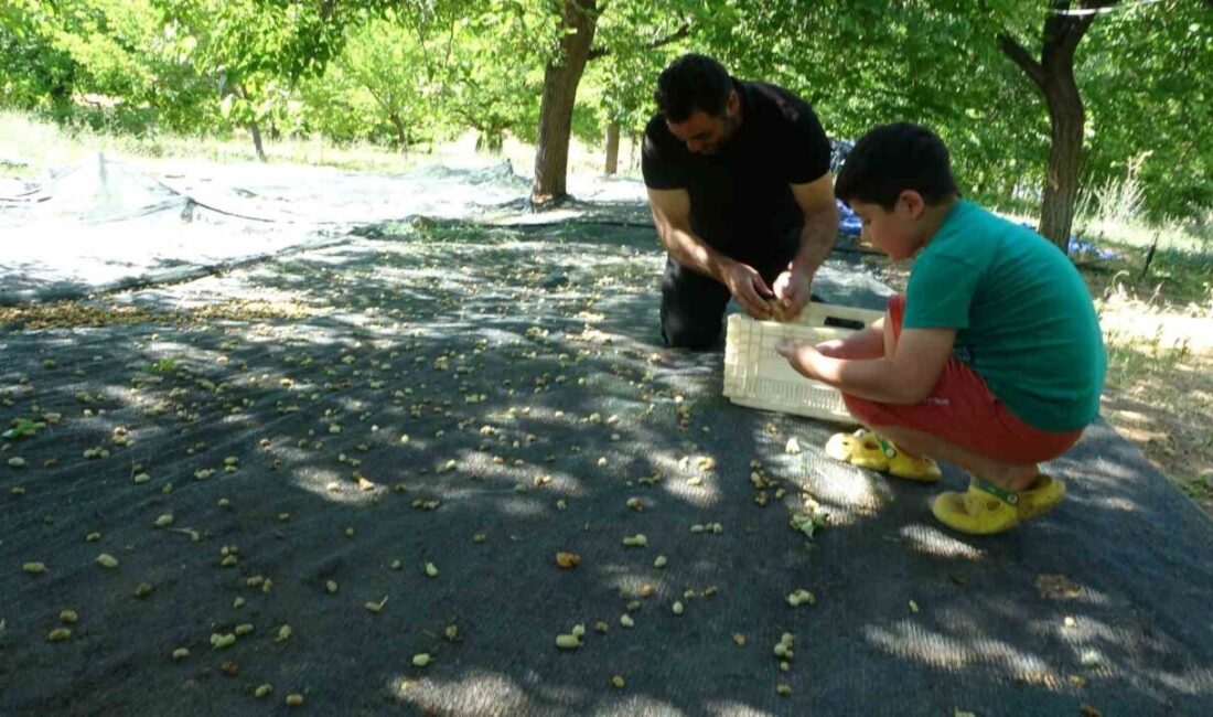 Malatya'da Nisan'daki zirai don, birçok meyve ağacına zarar verirken, Doğanyol'daki