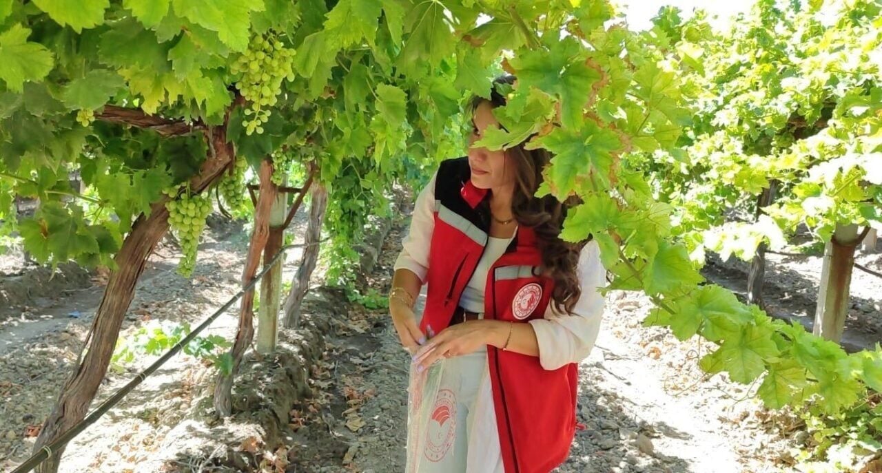 Manisa’da erkenci ‘Superior Seedless’ üzüm çeşidinin hasadı 15 Temmuz 2025,