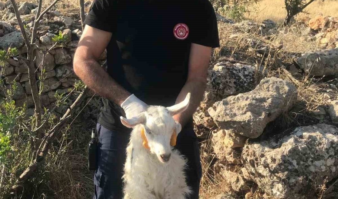Mardin’in Artuklu ilçesinde, sahibi tarafından kuyuda bulunan keçi Mardin Büyükşehir