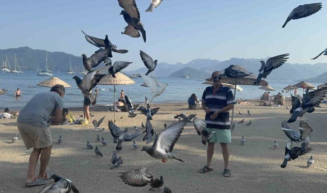 Marmaris Halk Plajı’nda güvercinlere duyarlı vatandaşlar sahip çıkıyor. Günlük beslenen