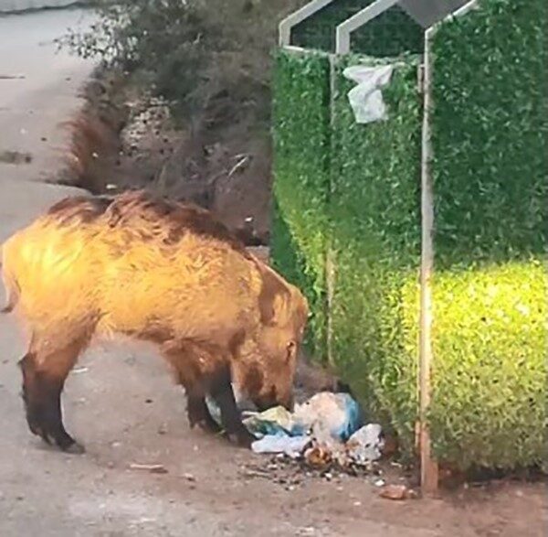 Marmaris'te çöplerin zamanında toplanmaması, domuz sürülerinin ilçeyi sarmasına yol açtı.