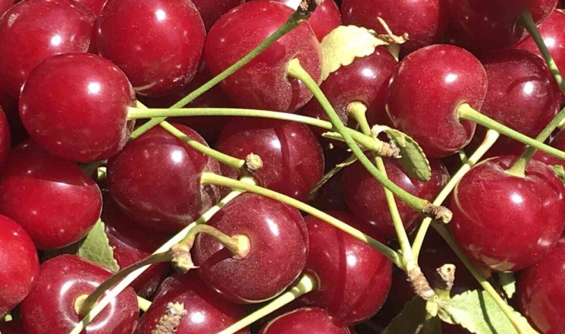 Afyonkarahisar'ın Sultandağı ve Çay ilçelerinde bu yıl vişne sezonu, Nisan'daki