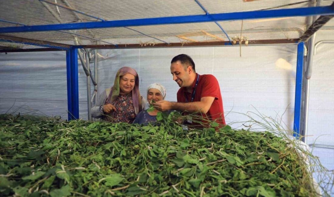 Muğla Büyükşehir Belediyesi, ipekböcekçiliğini canlandırmak amacıyla dut fidanı dikimi ve