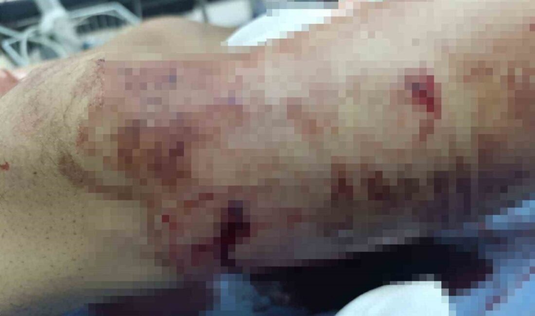 Muş'un Serinova köyünde 17 yaşındaki Polat K., ineklerini otlatırken ayı