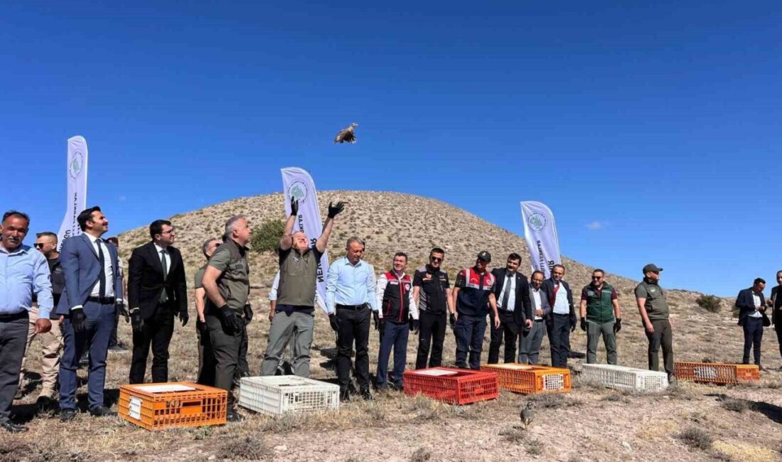 Nevşehir'de doğa koruma çalışmaları kapsamında 600 kınalı keklik doğaya bırakıldı.