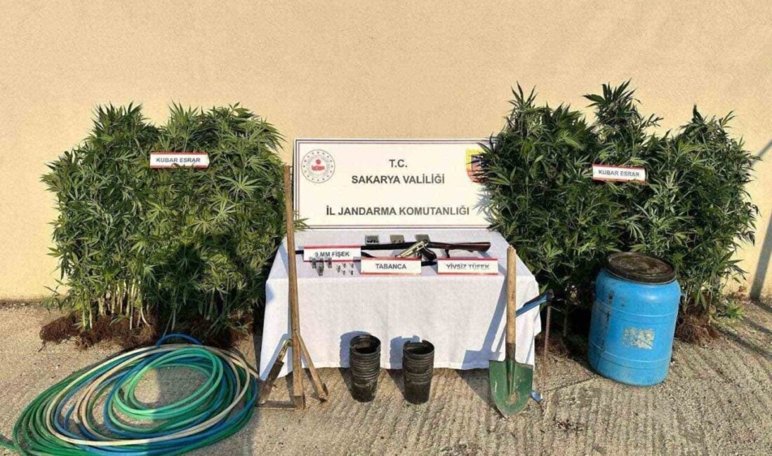 Sakarya'nın Hendek ilçesinde jandarma tarafından gerçekleştirilen uyuşturucu operasyonunda 147 kök