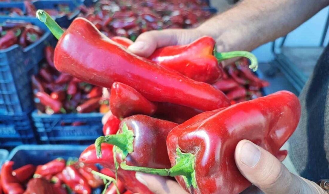 Adana'da kırmızı biber hasadı ile salça sezonu başladı. Salçalık biberin