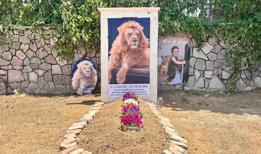 Antalya'da kafesinden kaçan 4 yaşındaki 'Zeus' adlı aslan, çiftçi Süleyman