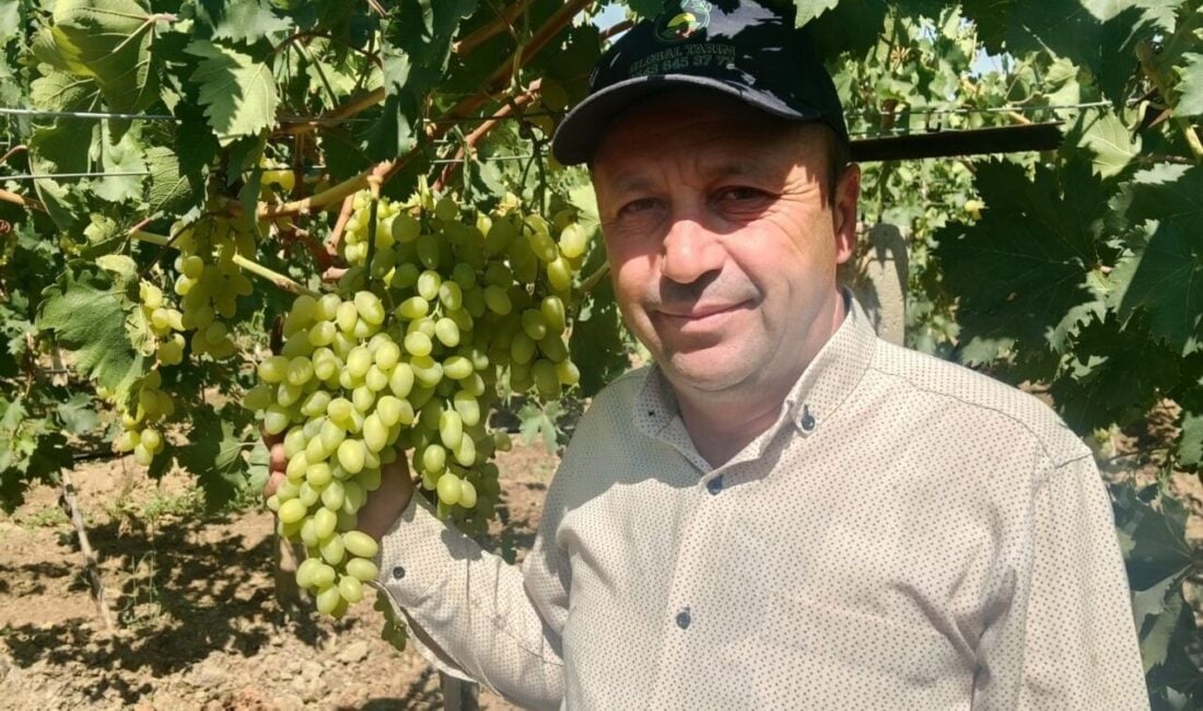 Manisa'nın Sarıgöl Ovası'nda 2025 yılı erkenci üzüm alımları başlamış olup,