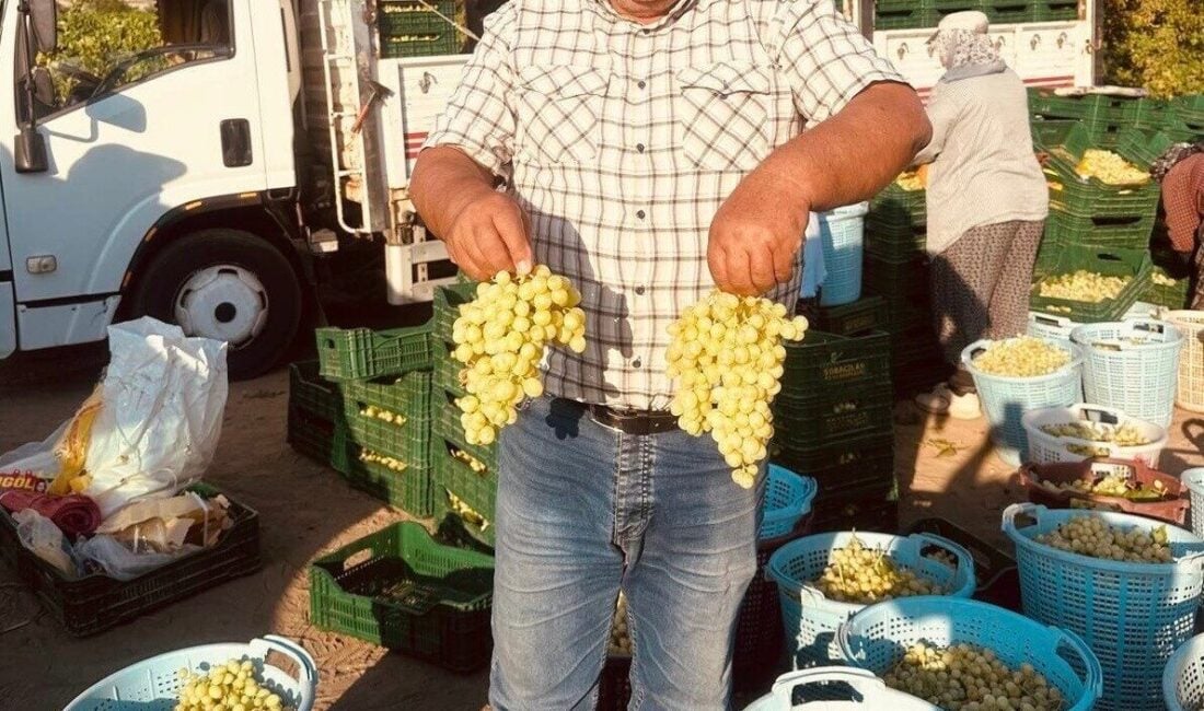 Manisa'nın Sarıgöl ilçesinde, erkenci "Superior Seedless" ve "Trakya İlkeren" üzüm