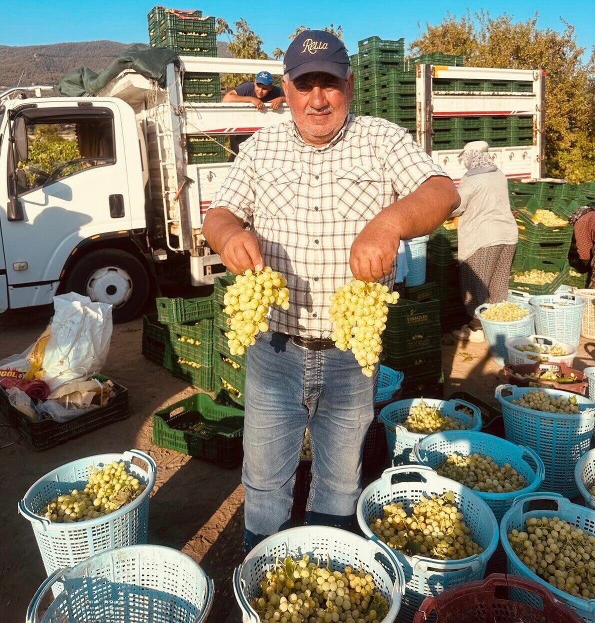 Manisa’nın Sarıgöl ilçesinde erkenci üzüm hasadı başladı. Üreticiler, "Superior Seedless"