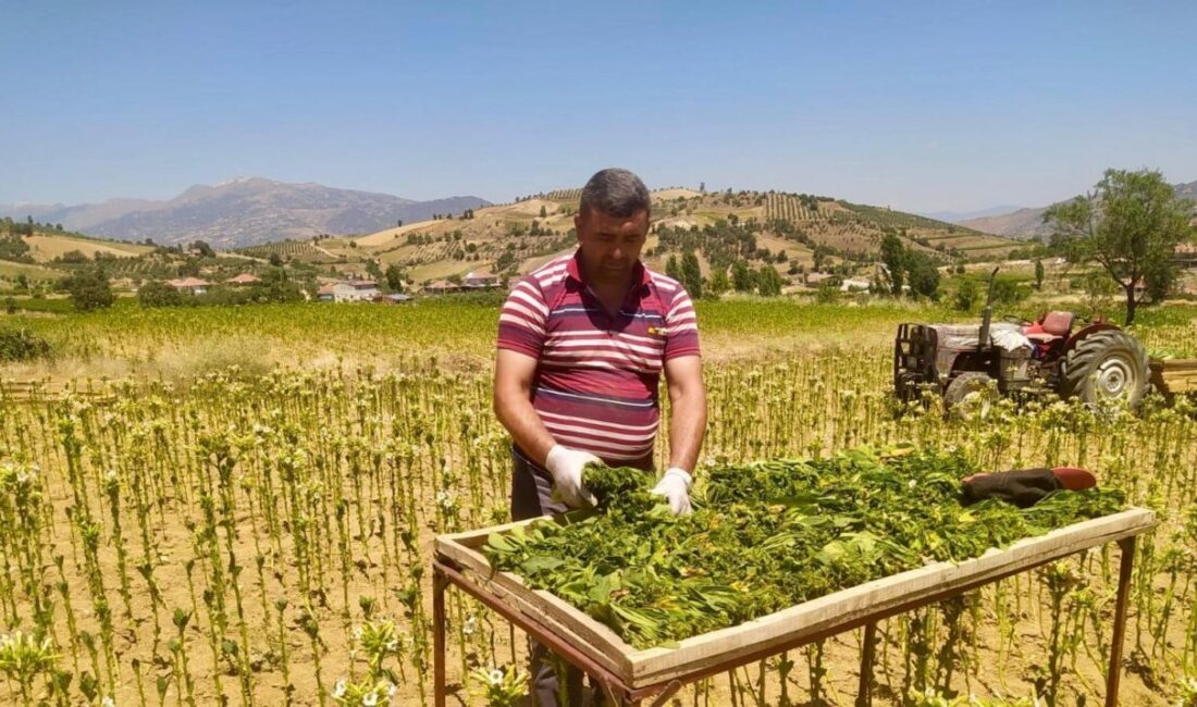 Manisa'nın Sarıgöl ilçesinde çiftçiler, 2025 tütün hasadı için kırım ve