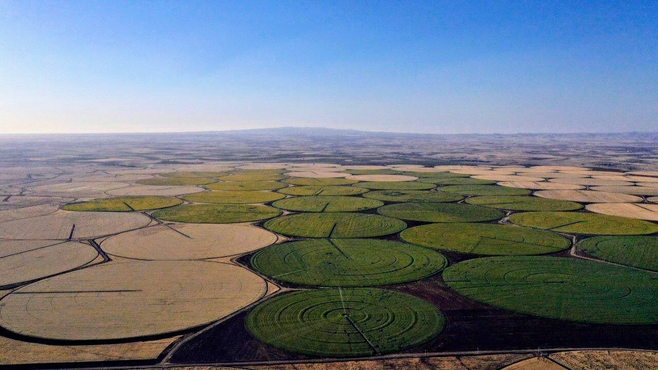 Şanlıurfa'nın Ceylanpınar ilçesinde ayçiçeklerinin çiçek açmasıyla tarlalar sarı renge büründü.