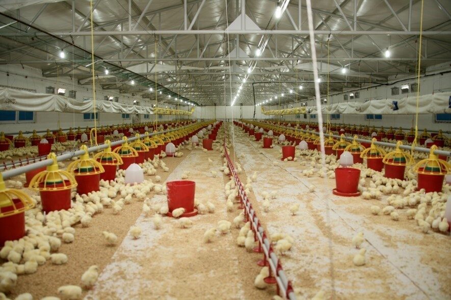 Şenpiliç, sözleşmeli çiftçilik modeliyle entegre piliç üretimini güçlendirerek, 2024'te 4.200