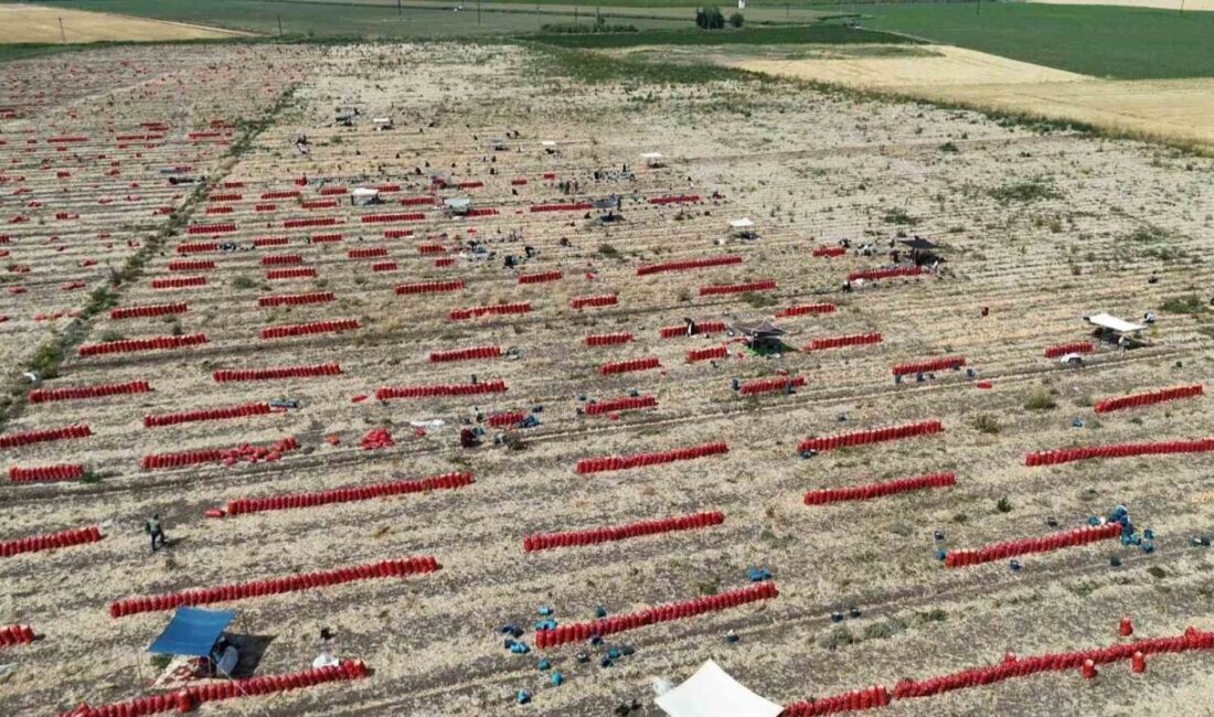 Hatay'ın Amik Ovası'nda 40 derecelik sıcaklıklar altında gerçekleştirilen soğan hasadı