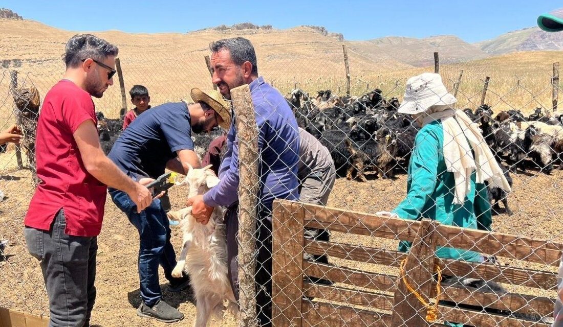 Şırnak İl Tarım ve Orman Müdürlüğü, Güneyçam köyü Peri Yaylası'nda