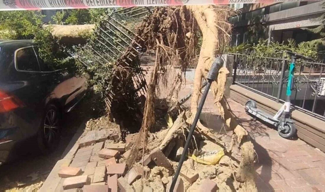 Şişli Nişantaşı Mahallesi'nde, kaldırımda bulunan bir ağaç kökünden koparak yola