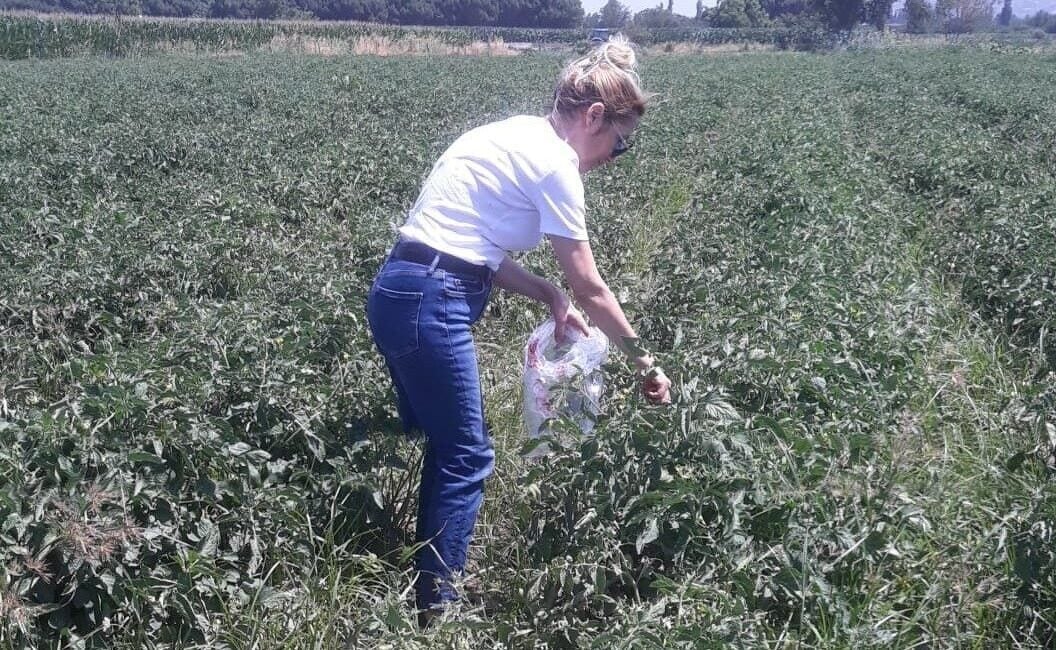 Aydın'ın Söke ilçesinde domates sezonu başlarken, İlçe Tarım ve Orman