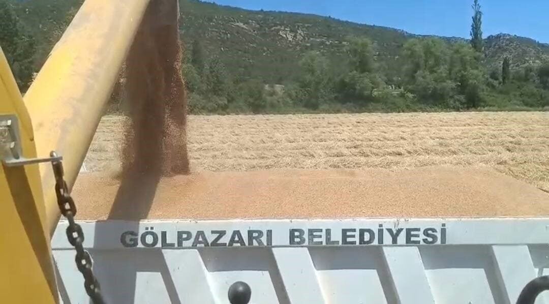 Gölpazarı Belediyesi, tarım arazilerini değerlendirerek buğday hasadına başladı. Elde edilen