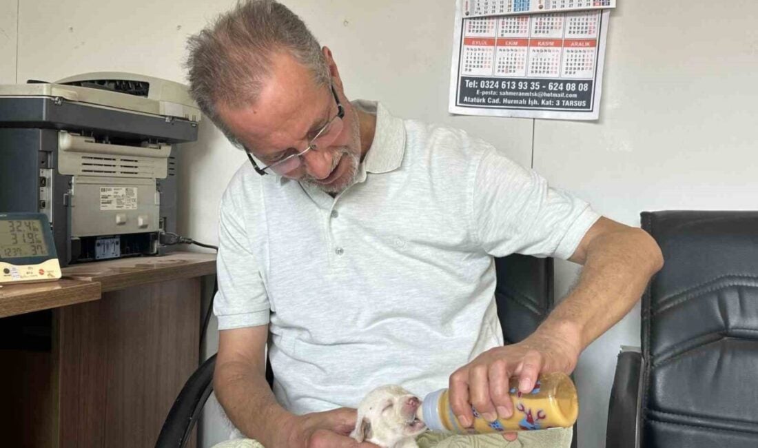Mersin'in Tarsus ilçesinde, veteriner Müslüm Kestek'in bakımını üstlendiği Çatalburun köpeği