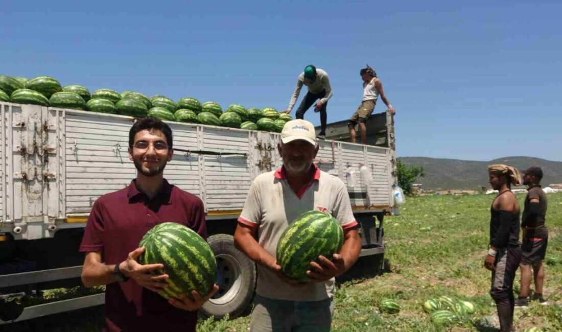 Bilecik'in Osmaneli ilçesinde coğrafi işaretli karpuzun hasadı yapıldı, ancak üreticiler