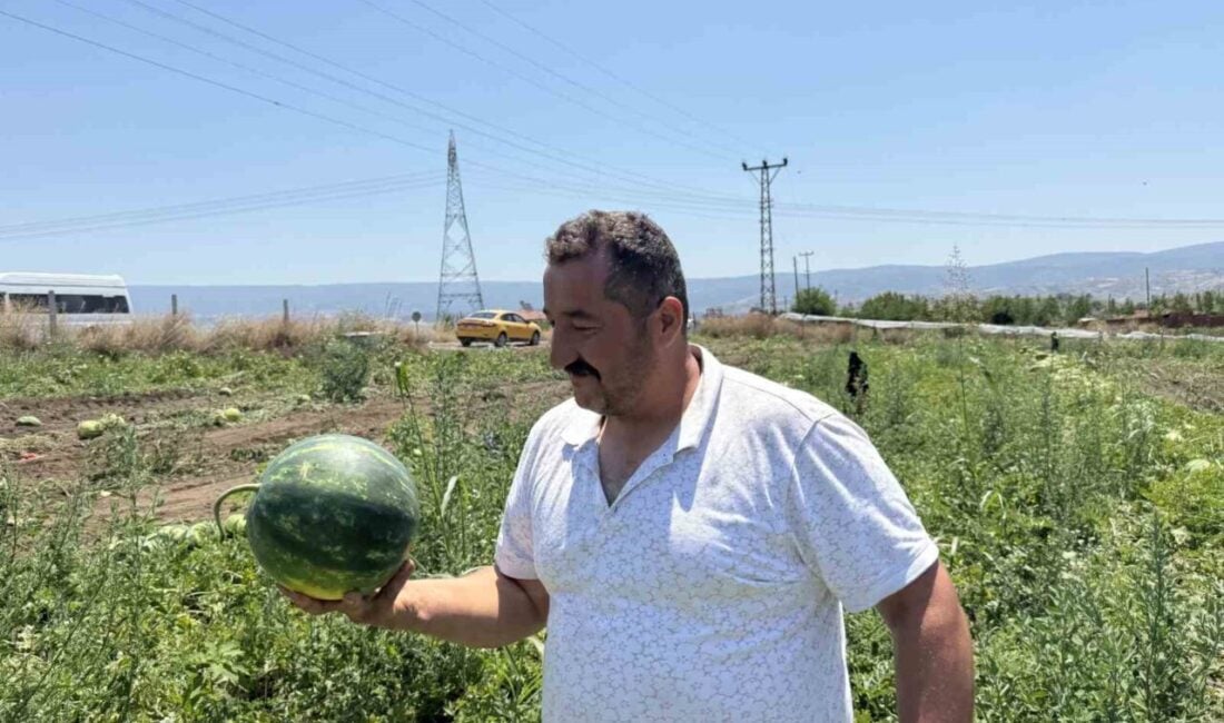 Tokat'ın Erbaa ilçesinde karpuz hasadı bu yıl yüksek rekolteyle gerçekleşti,