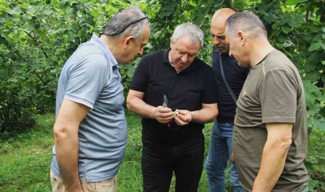 Trabzon'da 2025 fındık rekoltesini belirlemek için Tarım ve Orman Bakanlığı