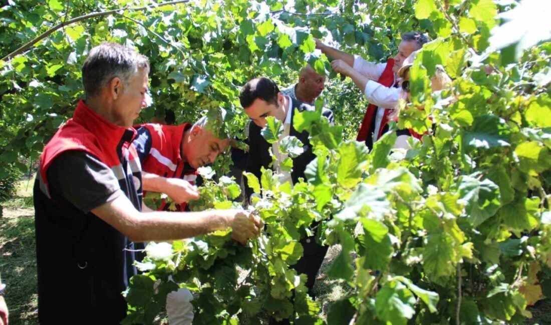 Samsun'da fındık rekolte tahmin çalışmaları 13 ilçede devam ediyor. 2025