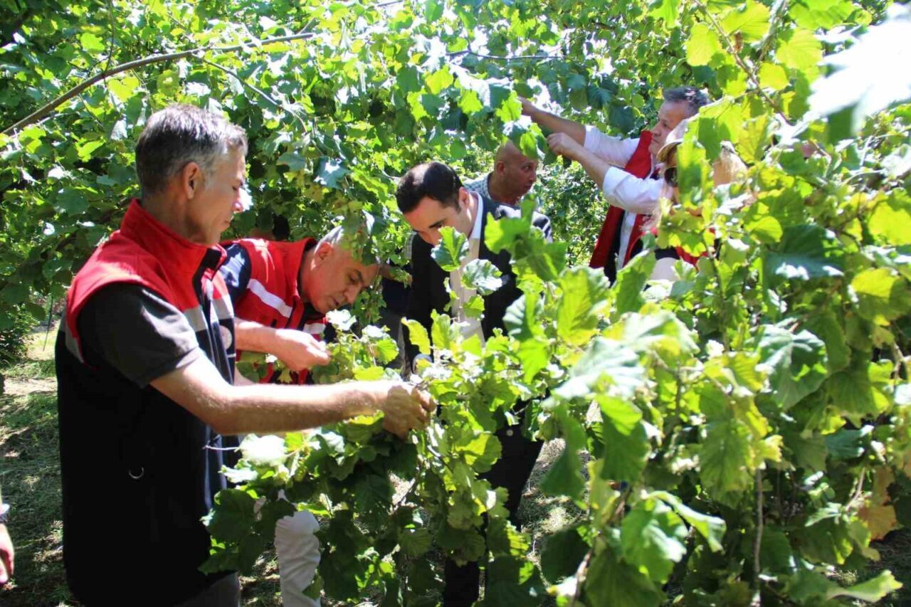 Samsun'da fındık rekolte tahmin çalışmaları 13 ilçede devam ediyor. 2025