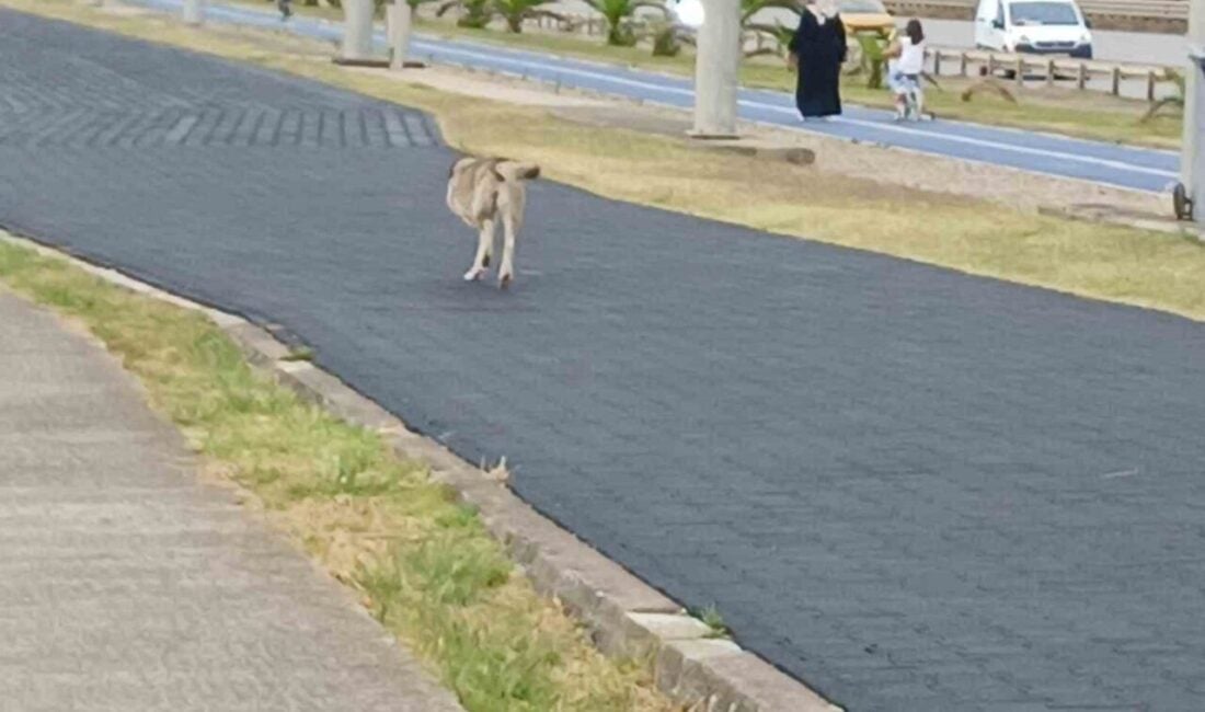 Trabzon sahilinde üç ayaklı bir köpek, gözler önünde yürüyüş yaparken,