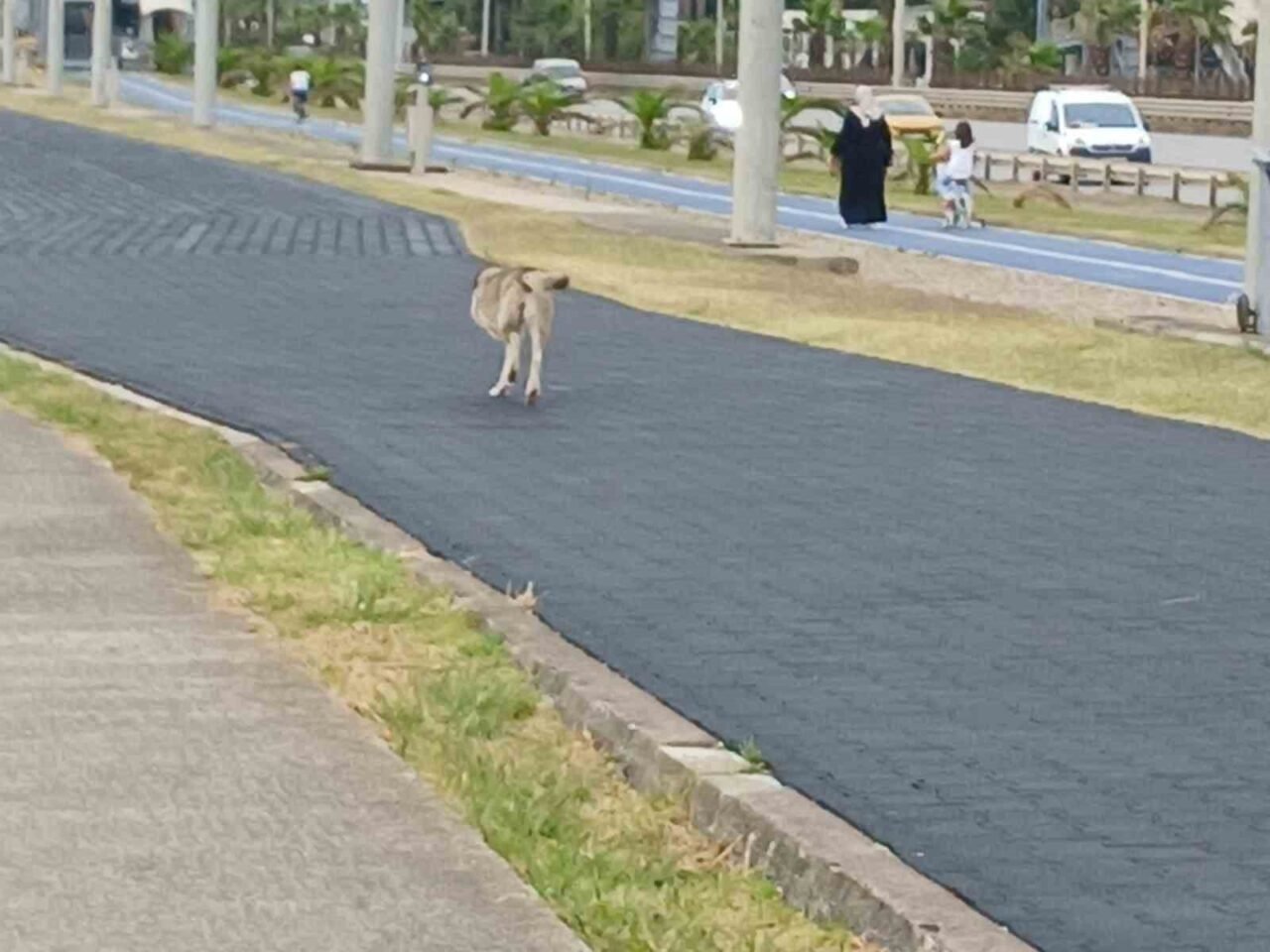 Trabzon sahilinde üç ayaklı bir köpek, gözler önünde yürüyüş yaparken,