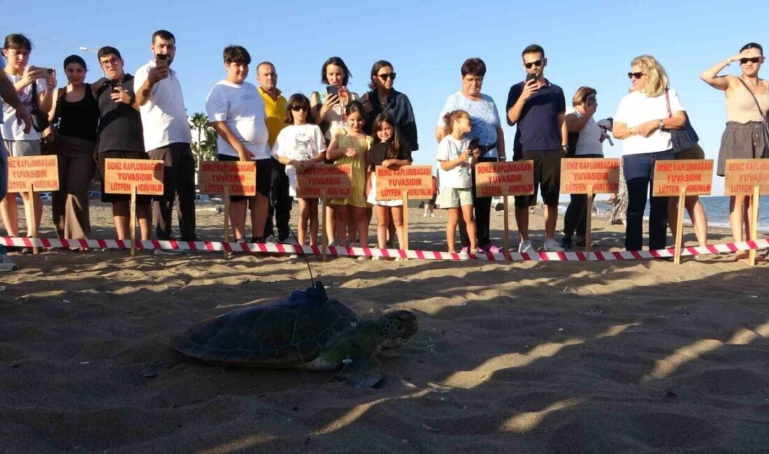 Mersin Üniversitesi Deniz Kaplumbağaları Uygulama ve Araştırma Merkezi, dördüncü yeşil